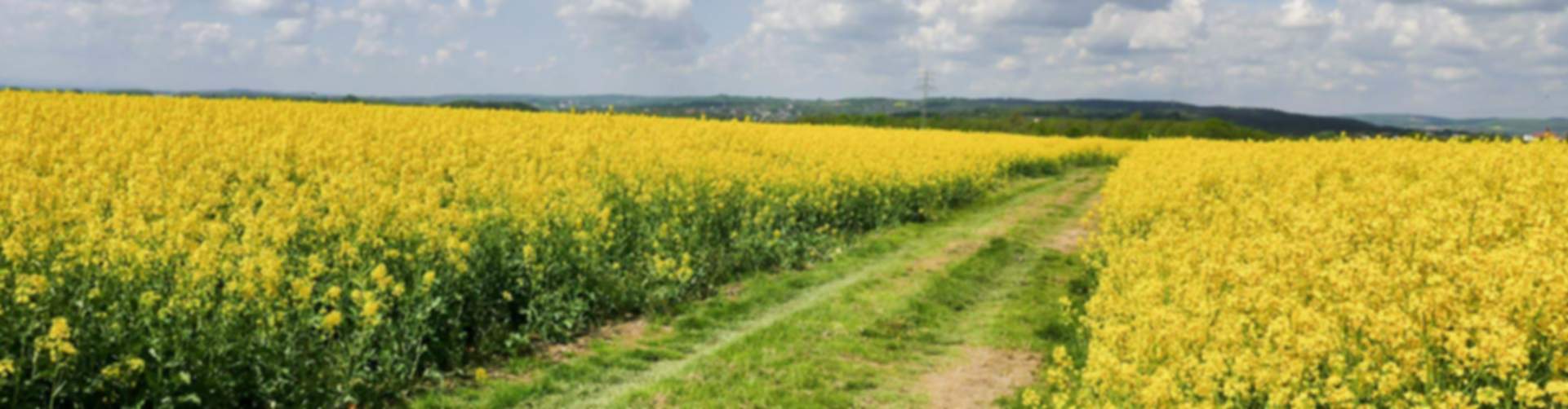 Vast yellow rapeseed fields with winding dirt path under blue sky, scenic New Market countryside near new homes
