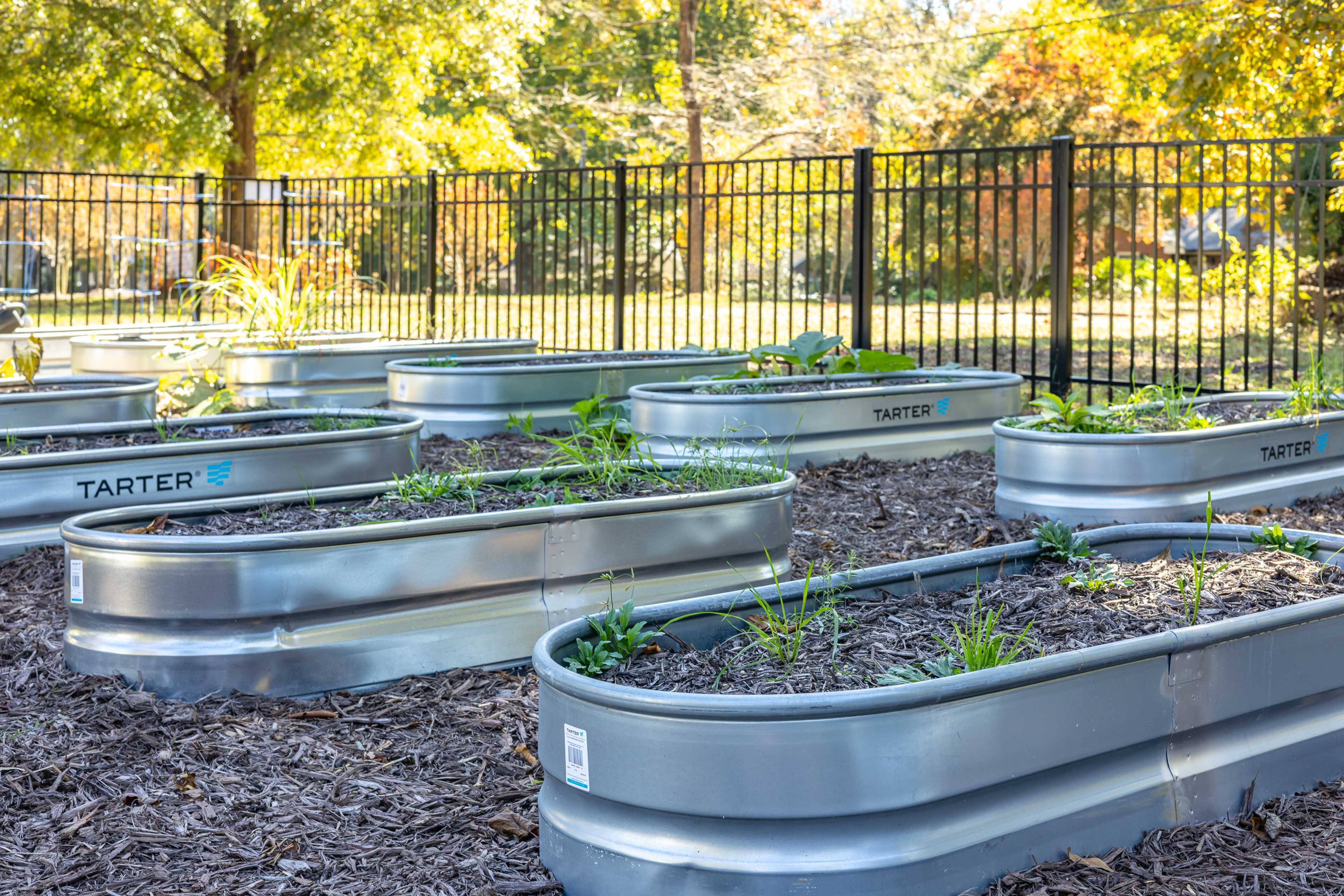 Community raised garden beds with Tarter metal troughs, young plants, black fence, and autumn trees at Stagecoach Corner in Mebane, NC