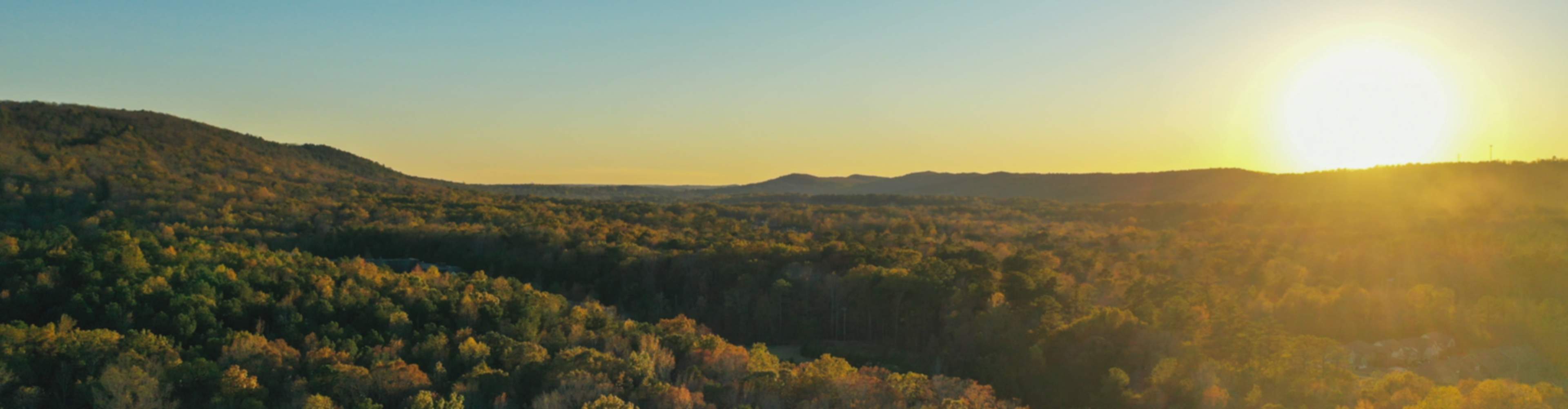 Blossoming Tree in Cullman, Alabama