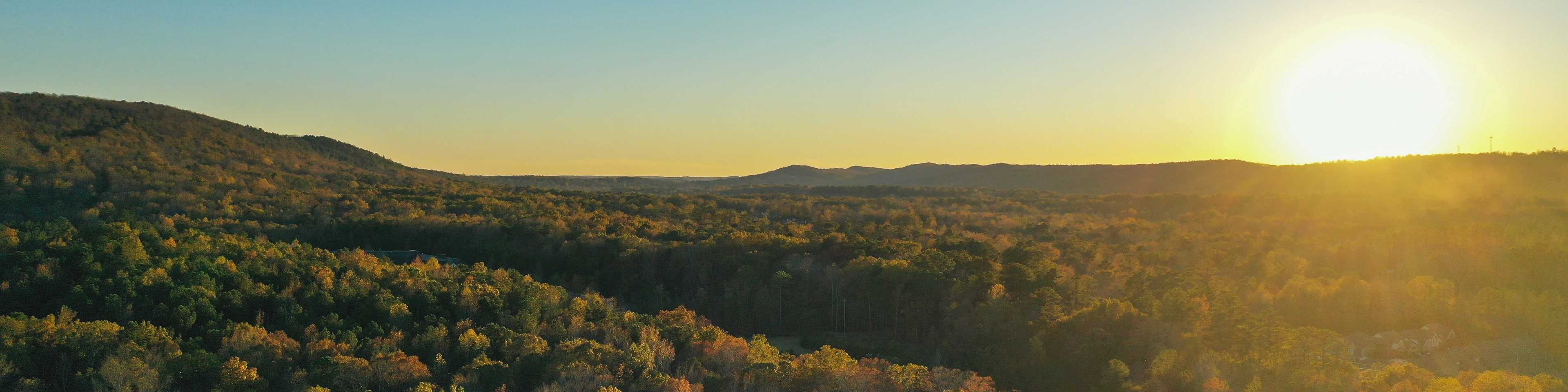 Blossoming Tree in Cullman, Alabama