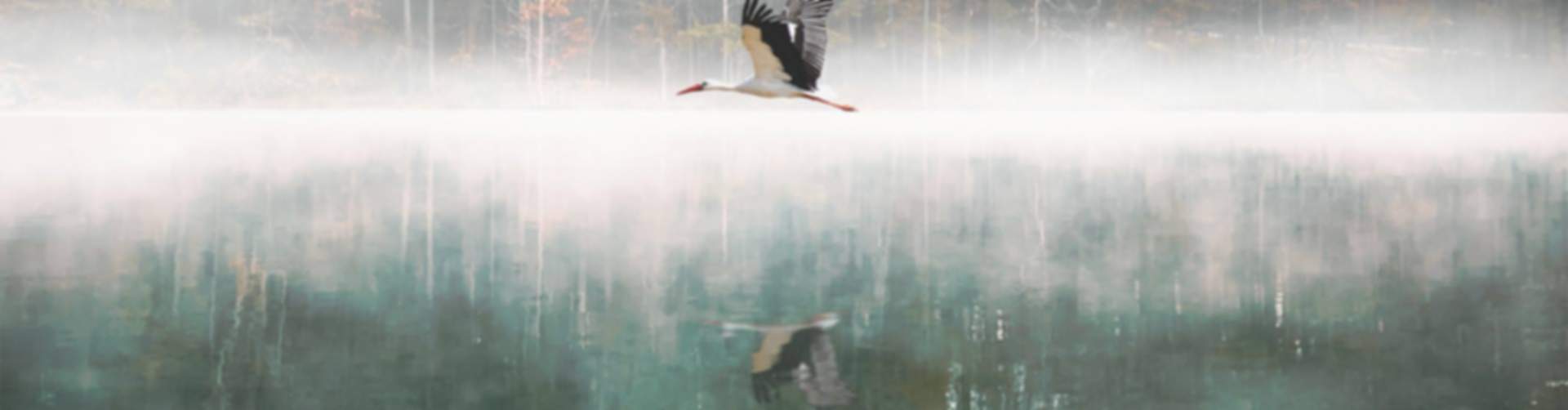 Majestic stork soaring over misty lake with autumn tree reflections in Cumming