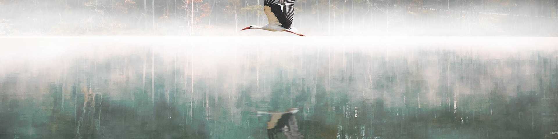 Majestic stork soaring over misty lake with autumn tree reflections in Cumming