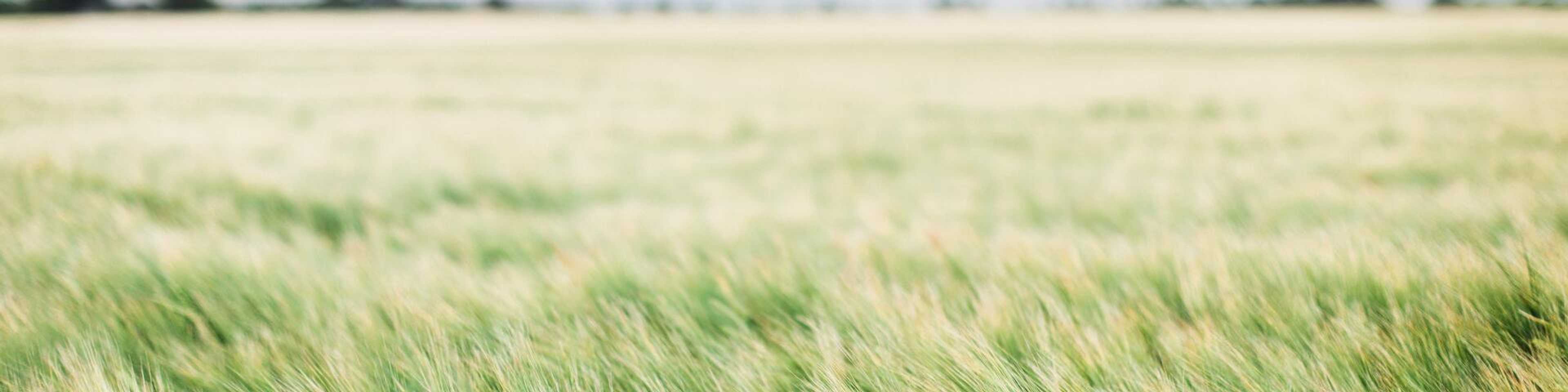 Lush green wheat field under overcast sky near McGee's Crossroads new home communities