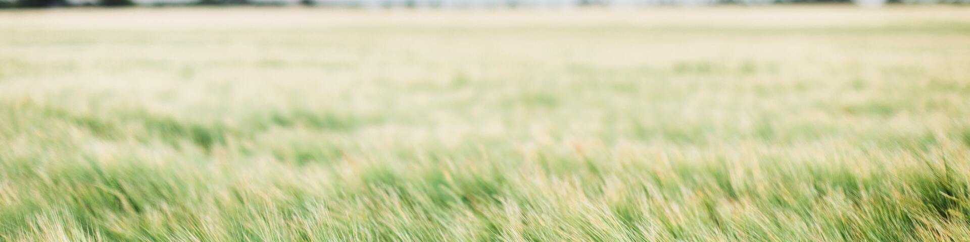 Lush green wheat field under overcast sky near McGee's Crossroads new home communities