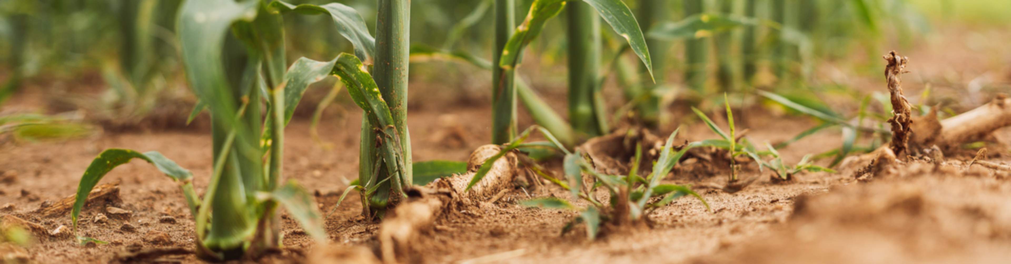 Corn Stalks in Meridianville, Alabama