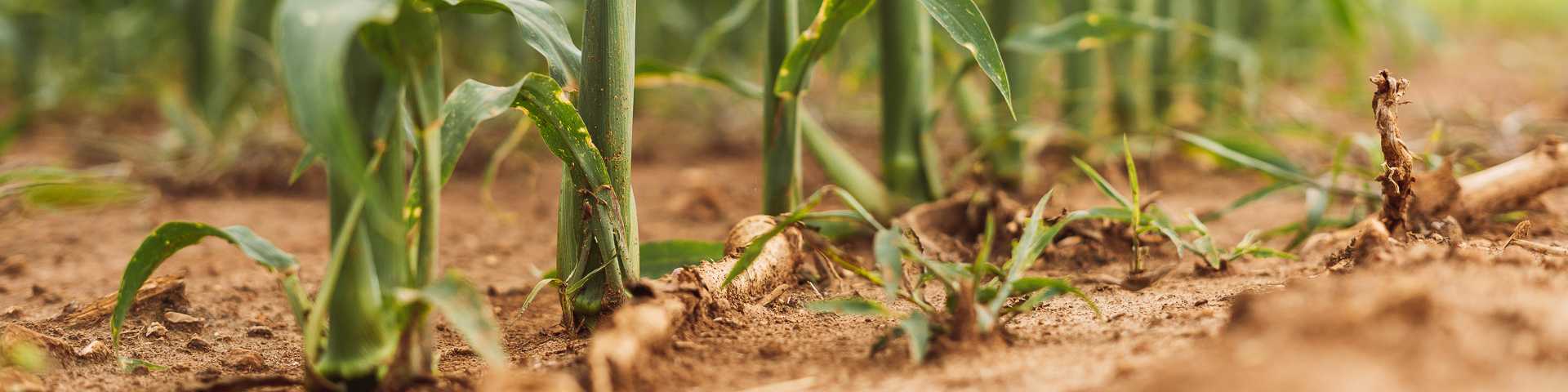 Corn Stalks in Meridianville, Alabama
