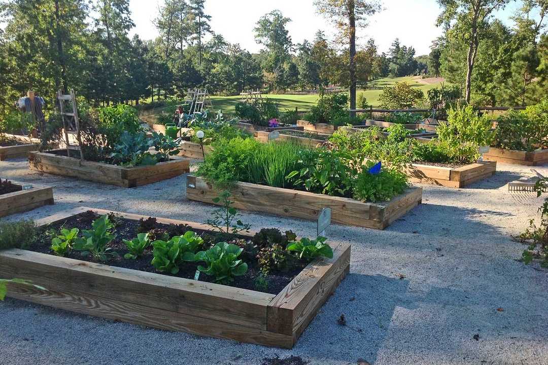 Raised garden beds with vegetables, herbs, and flowers at Addison West community in Holly Springs, North Carolina