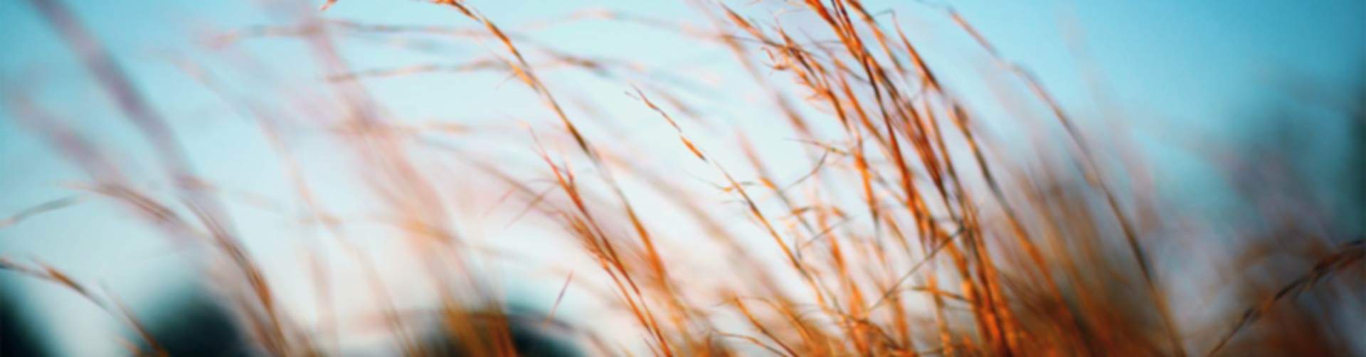 Swaying tall golden grasses in Harvest fields under clear blue sky, near new home communities