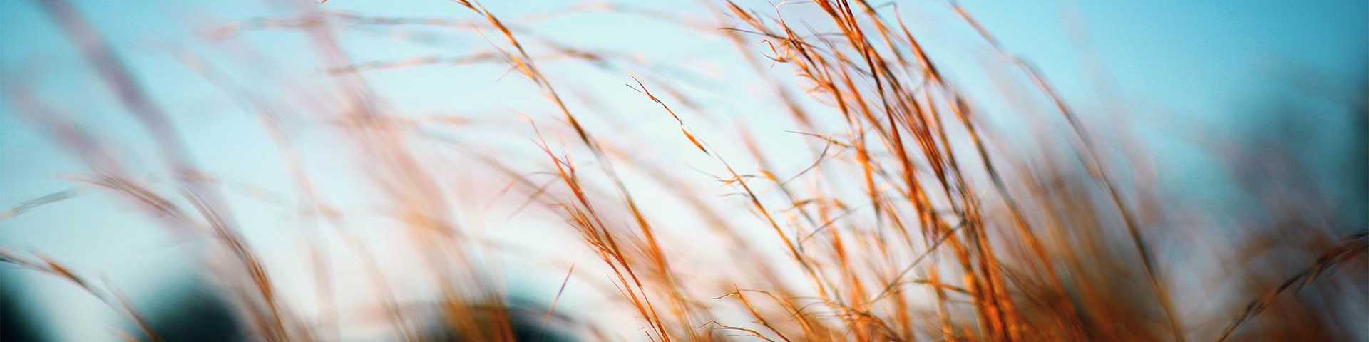 Swaying tall golden grasses in Harvest fields under clear blue sky, near new home communities