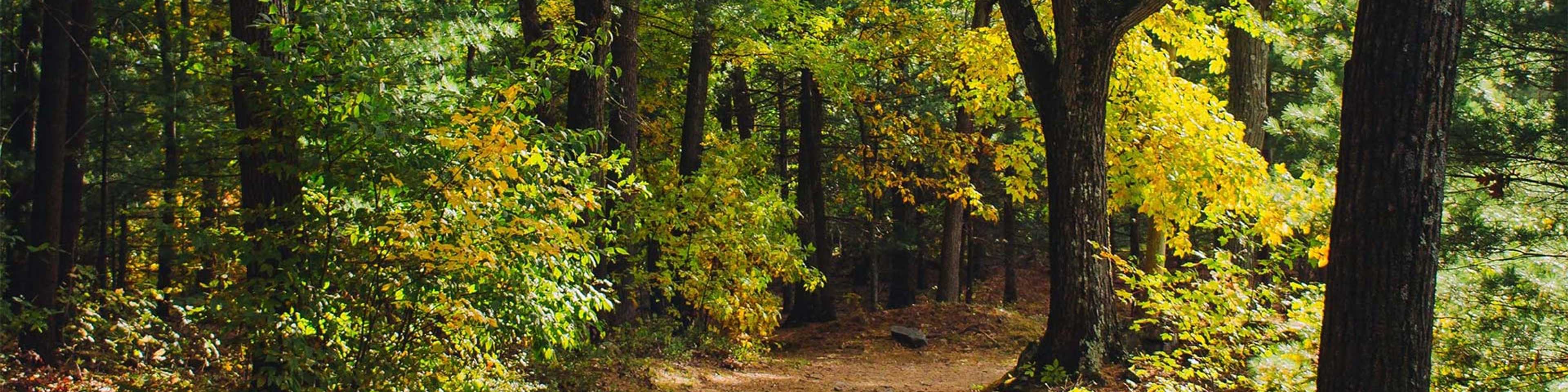 Winding autumn trail through vibrant yellow and green foliage in Middlesex woodlands