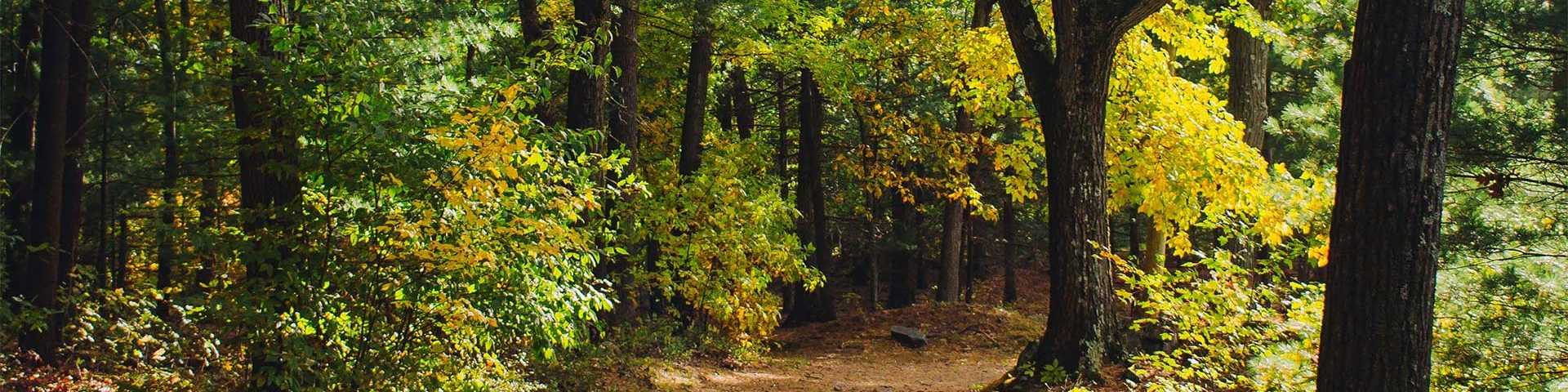 Winding autumn trail through vibrant yellow and green foliage in Middlesex woodlands