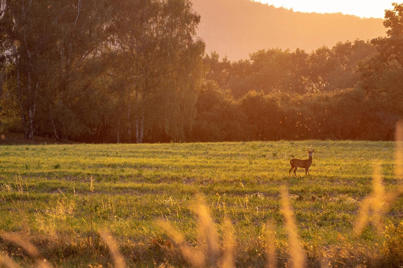 Serene deer grazing in golden field at sunset in Carroll Green, Harvest Alabama with birch trees and hills