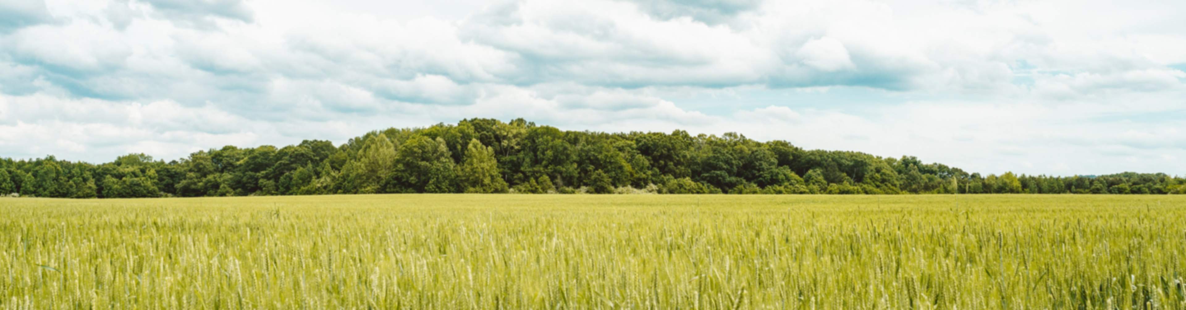 Green field in Hazel Green, Alabama