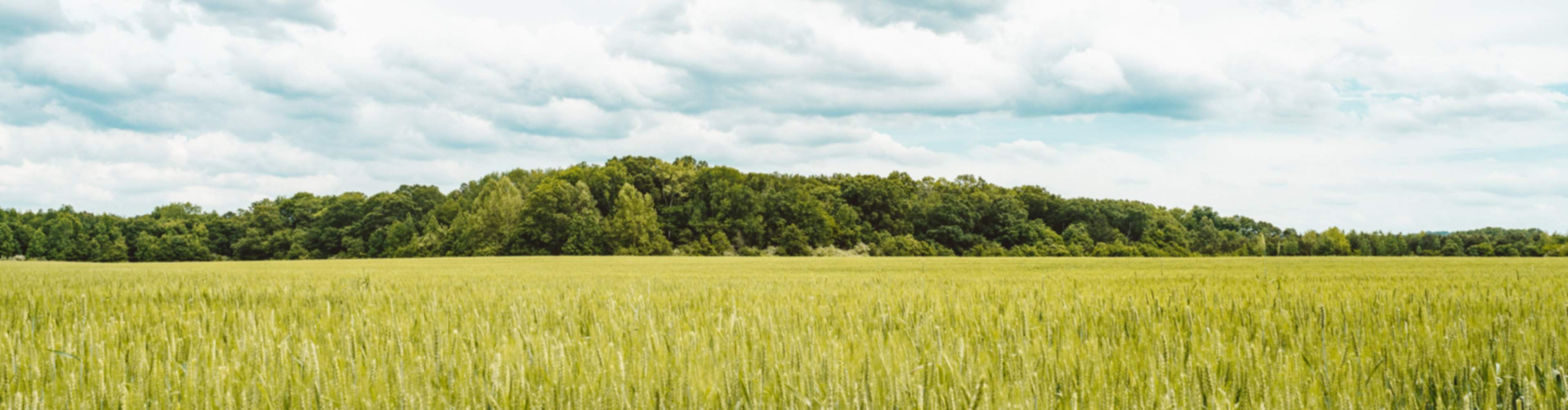 Green field in Hazel Green, Alabama