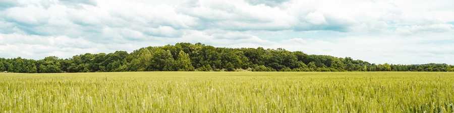 Toney Skyline