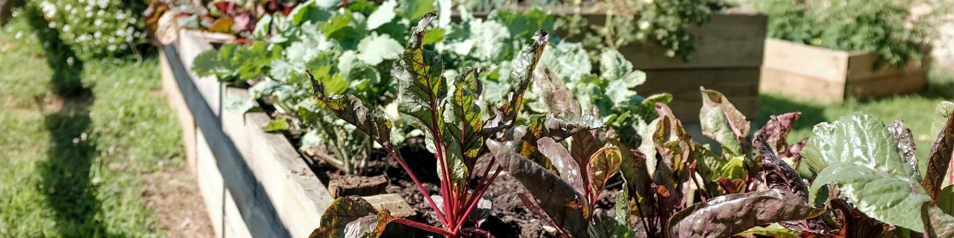 Vibrant raised garden beds with red beets and green chard in Lawrenceville backyard community