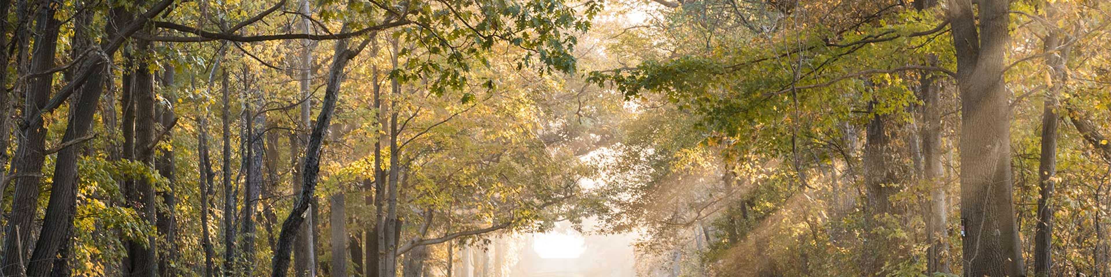 Road through Trees