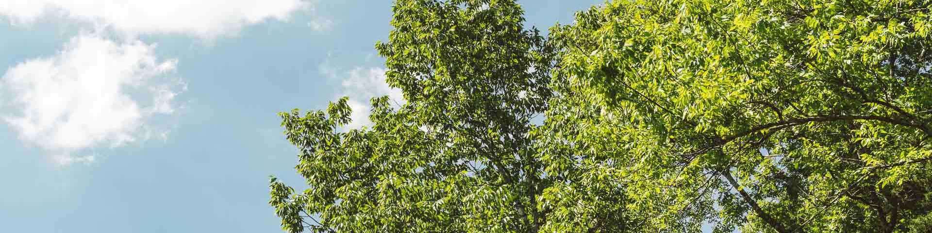 Trees at Cedars of Lebanon State Park