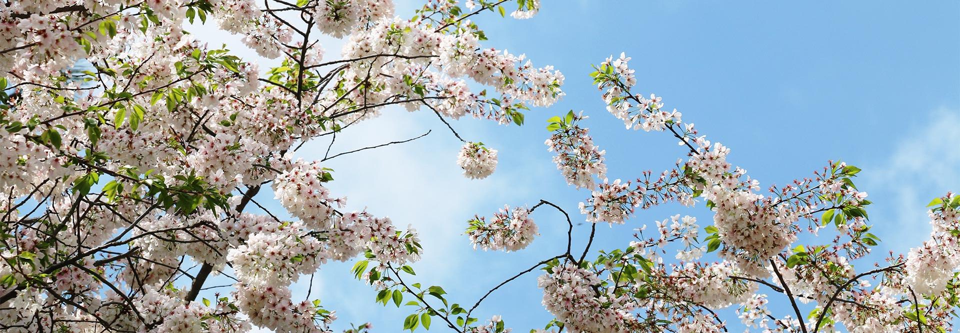 Cherry Blossoms representing Davidson Homes' Rosemary Park at Sugarloaf Community in Lawrenceville, Georgia