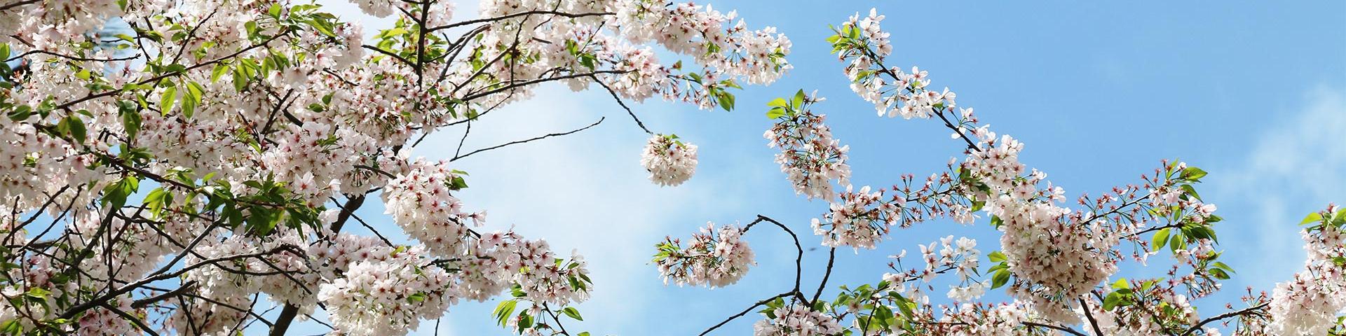 Cherry Blossoms representing Davidson Homes' Rosemary Park at Sugarloaf Community in Lawrenceville, Georgia