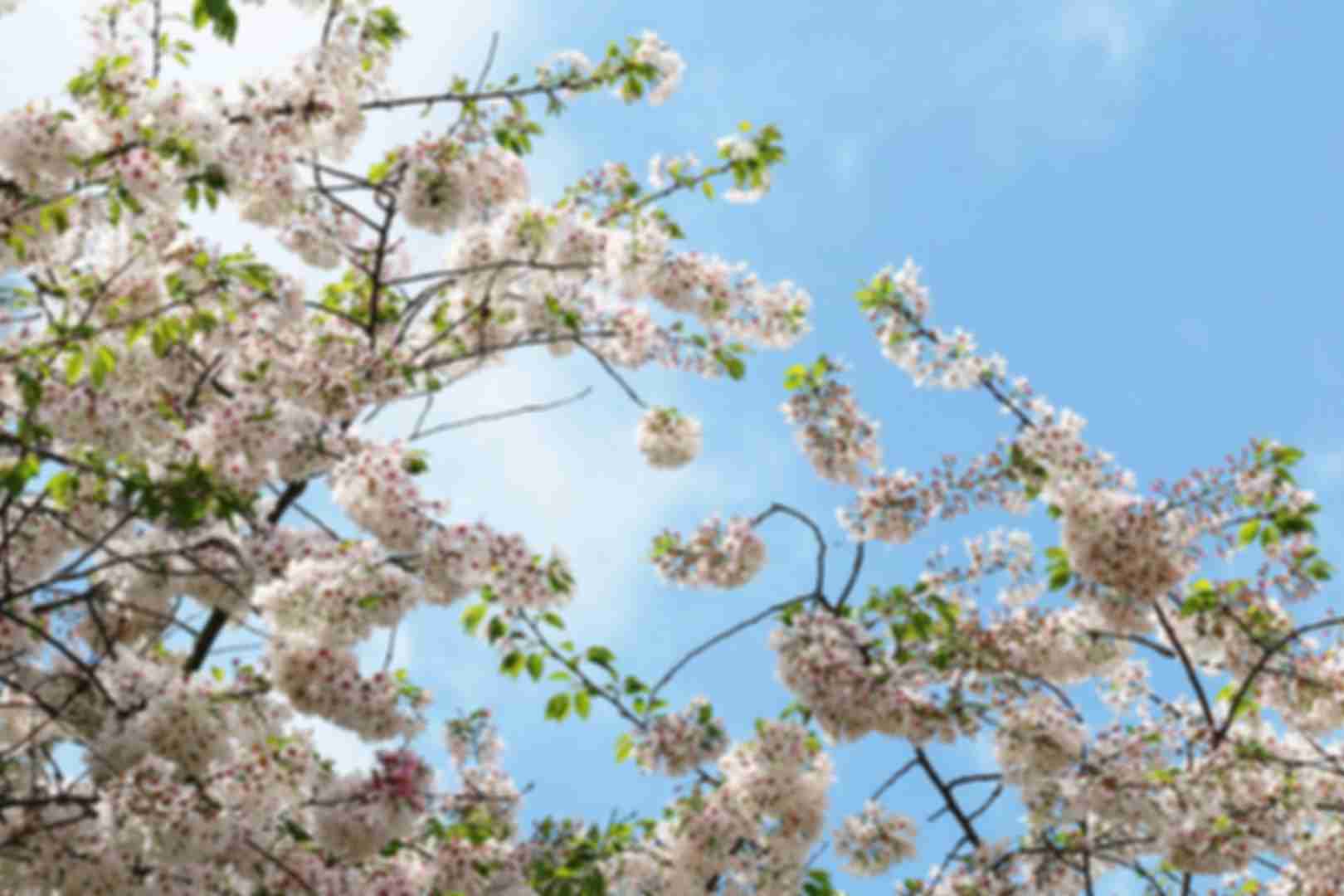 Cherry Blossoms representing Davidson Homes' Rosemary Park at Sugarloaf Community in Lawrenceville, Georgia