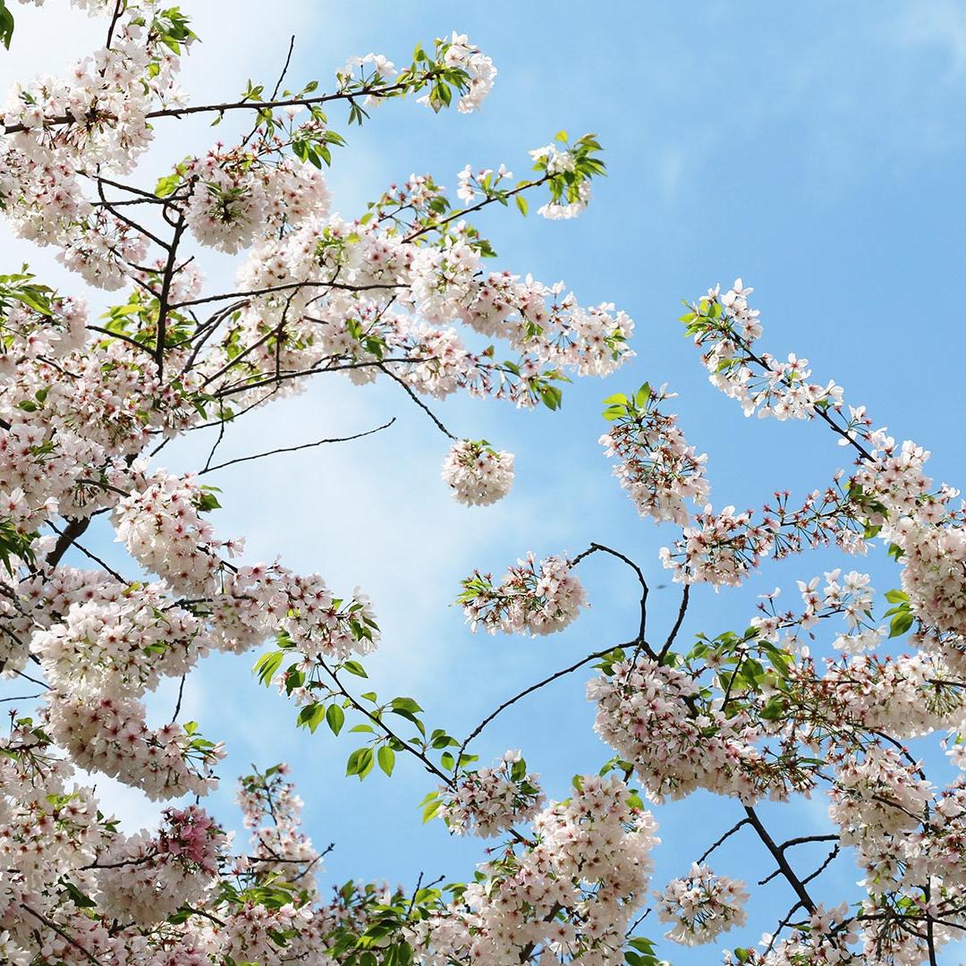 Cherry Blossoms representing Davidson Homes' Rosemary Park at Sugarloaf Community in Lawrenceville, Georgia