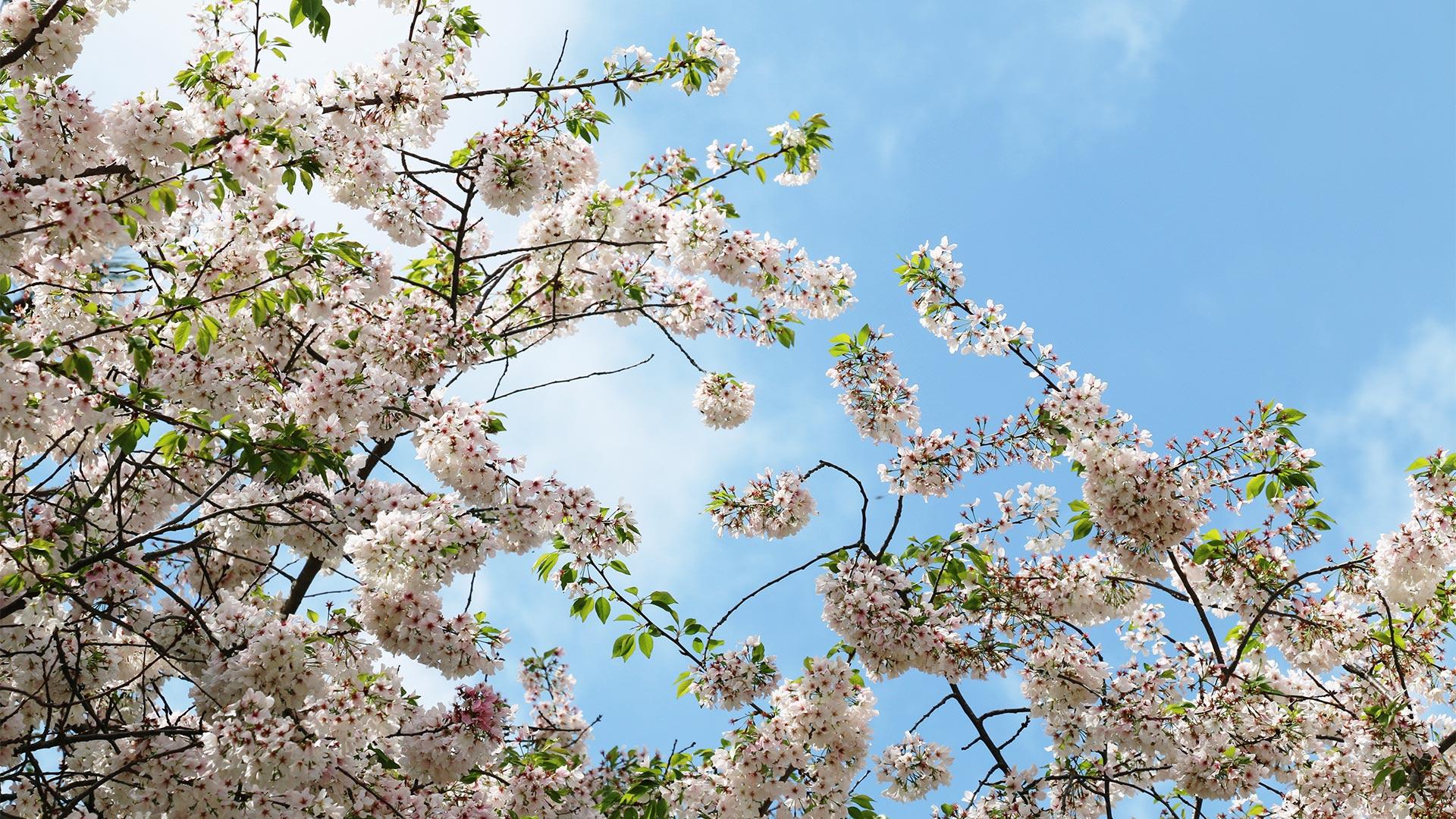 Cherry Blossoms representing Davidson Homes' Rosemary Park at Sugarloaf Community in Lawrenceville, Georgia