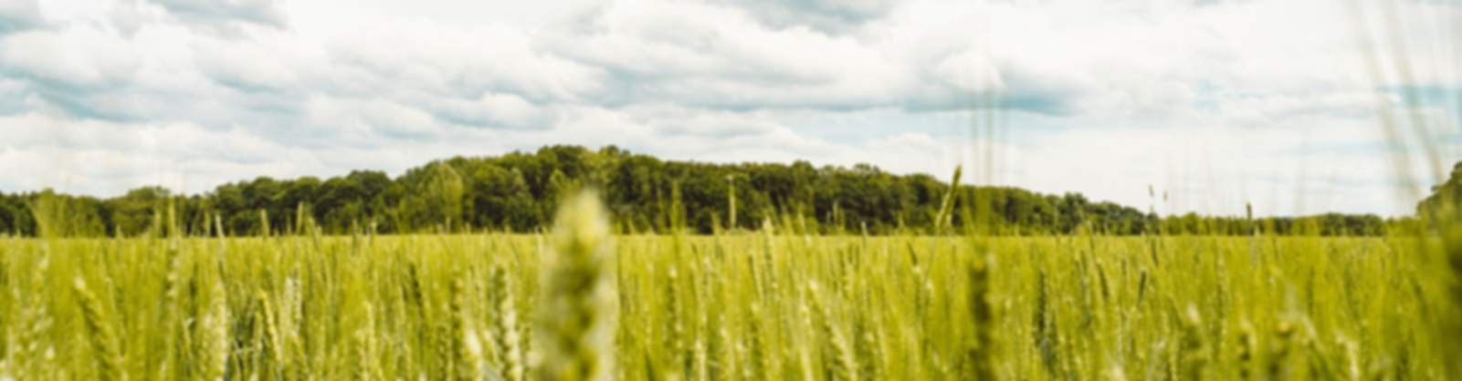 Vast green wheat fields under partly cloudy skies near Decatur new home communities