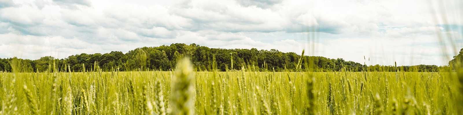 Vast green wheat fields under partly cloudy skies near Decatur new home communities