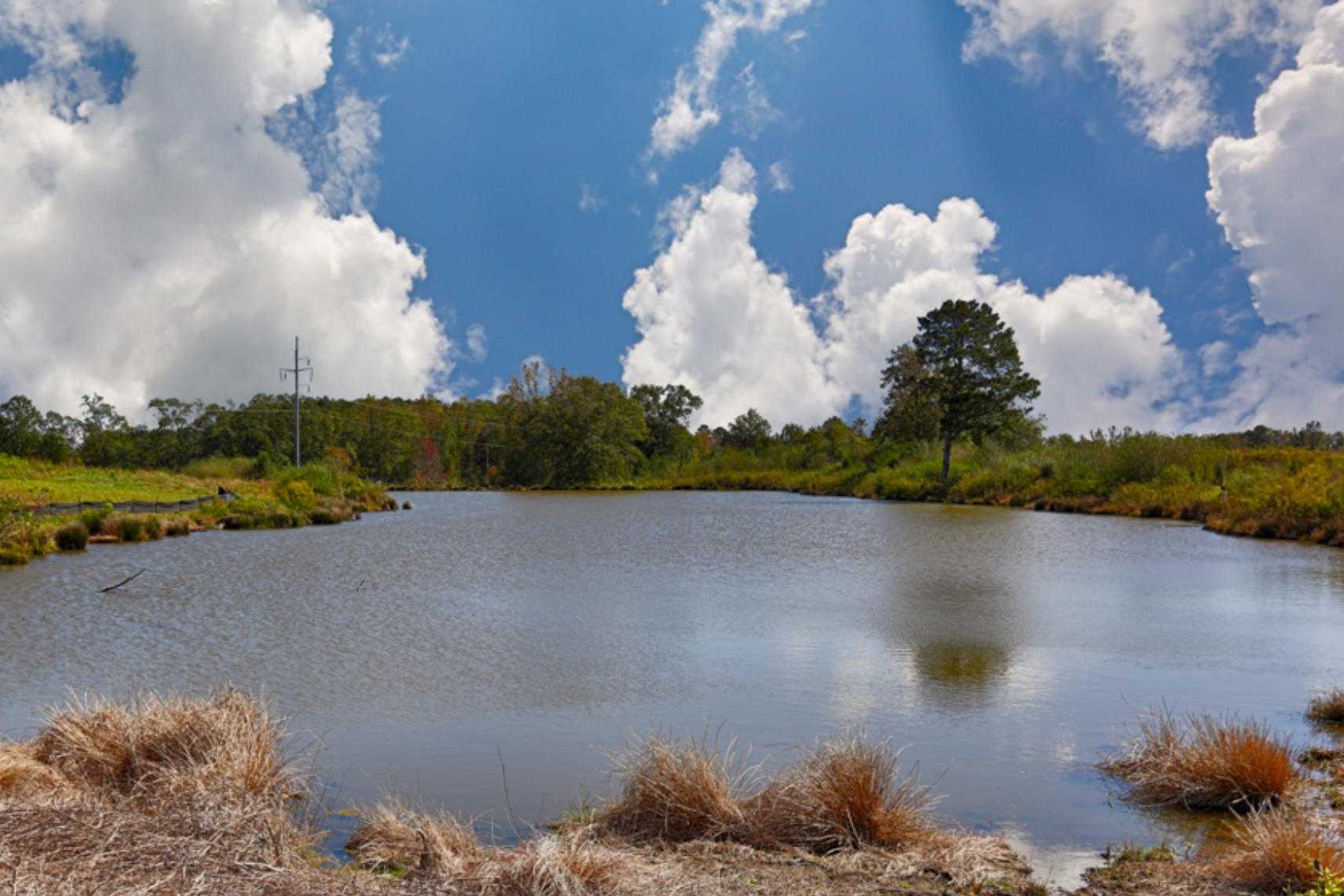 Tranquil pond with tall grasses, oak tree, and lush greenery under blue skies at The Flatts at Fischer Farm, Cullman AL
