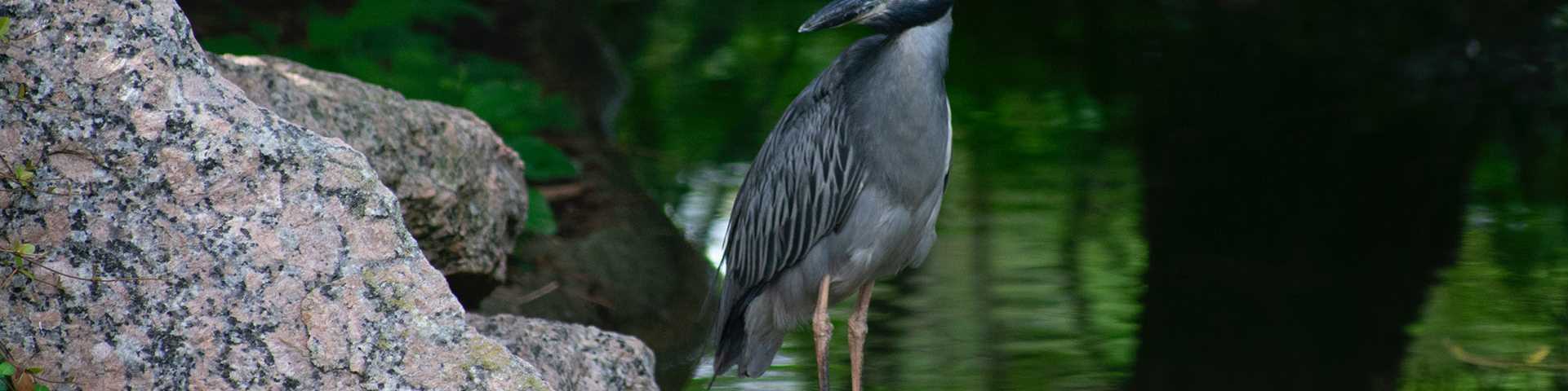 Wildlife near Iowa Colony, Texas