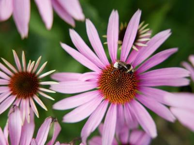 an image of people picking flowers
