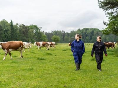 Urtica de Vijfsprong: boeren en koeien in weiland