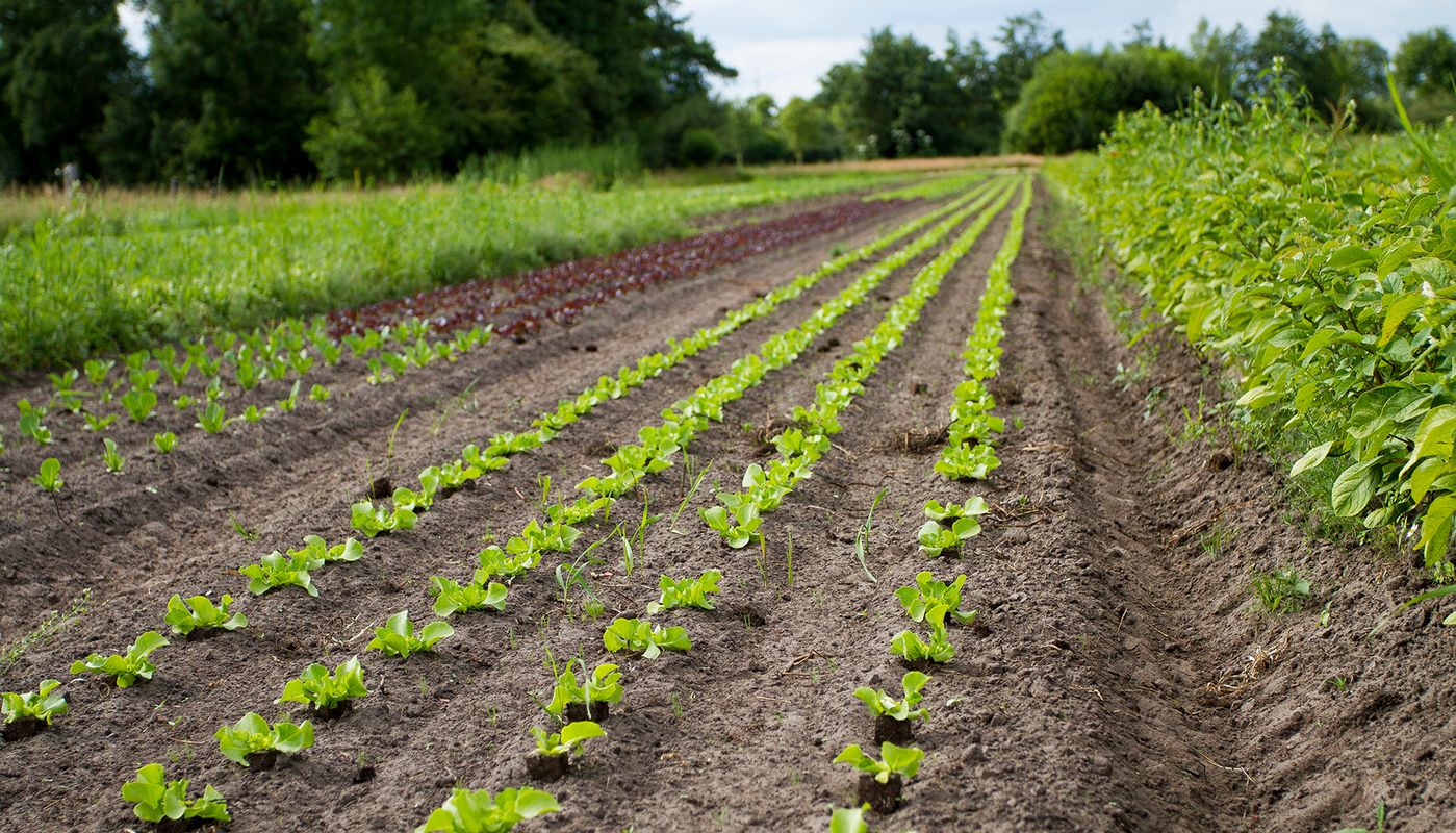 Slateelt op Zonnehorst