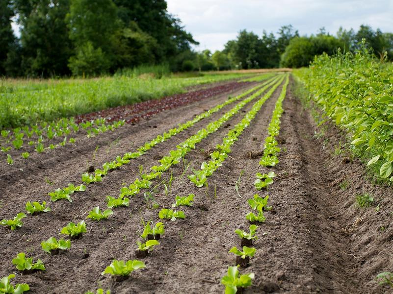 Slateelt op Zonnehorst