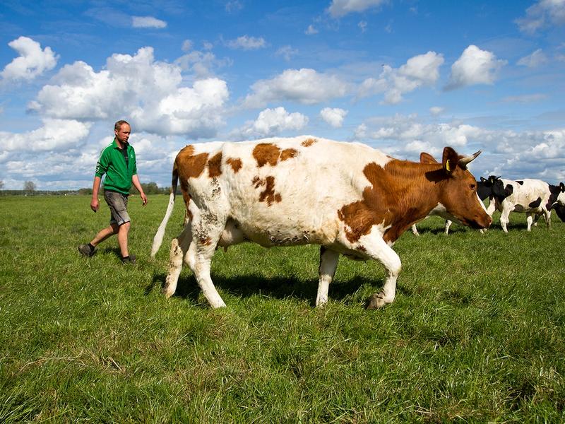 Nieuwe grondaankoop in Friesland geeft impuls aan kringlooplandbouw
