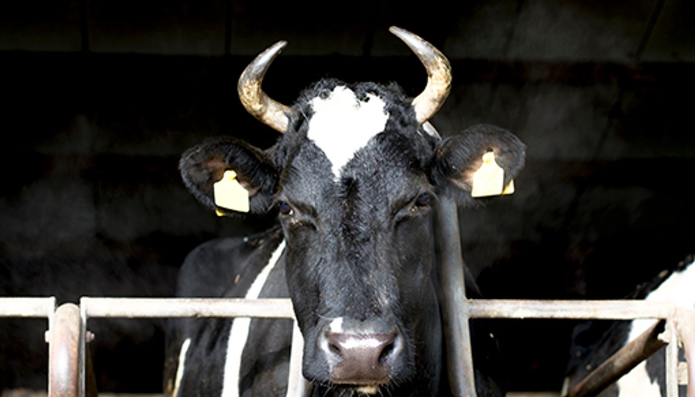 Koe met hoorns op stal bij De Zonnehoeve.