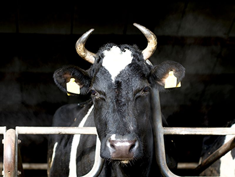 Koe met hoorns op stal bij De Zonnehoeve.