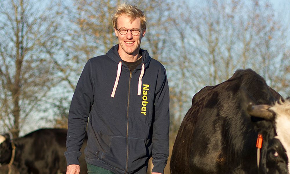 Een koe met hoorns ligt in het kruidenrijke grasland.