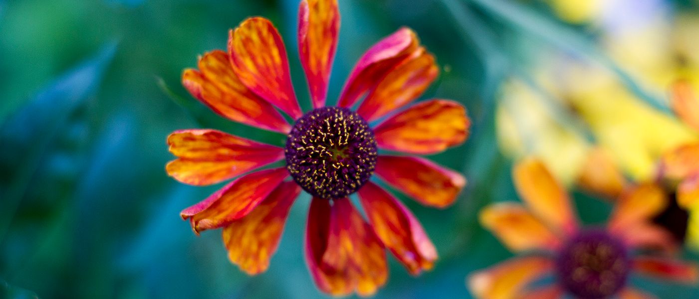 Bloemen