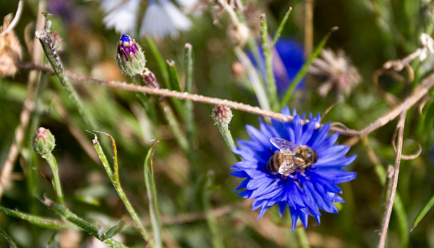 Een korenbloem met een bij erop.