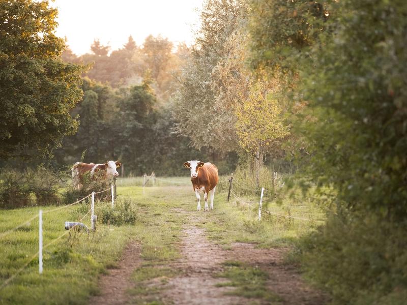 Koe bij boerderij Ruimzicht