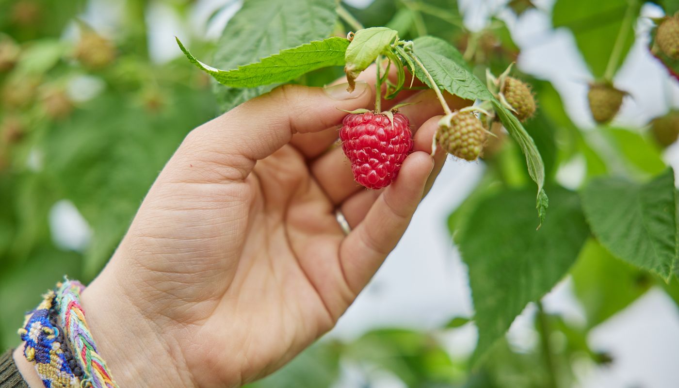 Fruitteler oogst framboos.