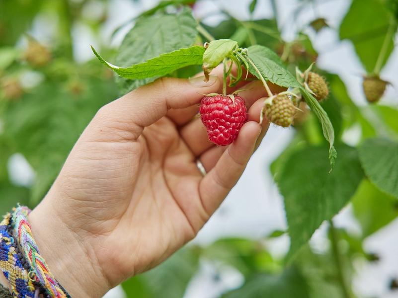 Fruitteler oogst framboos.