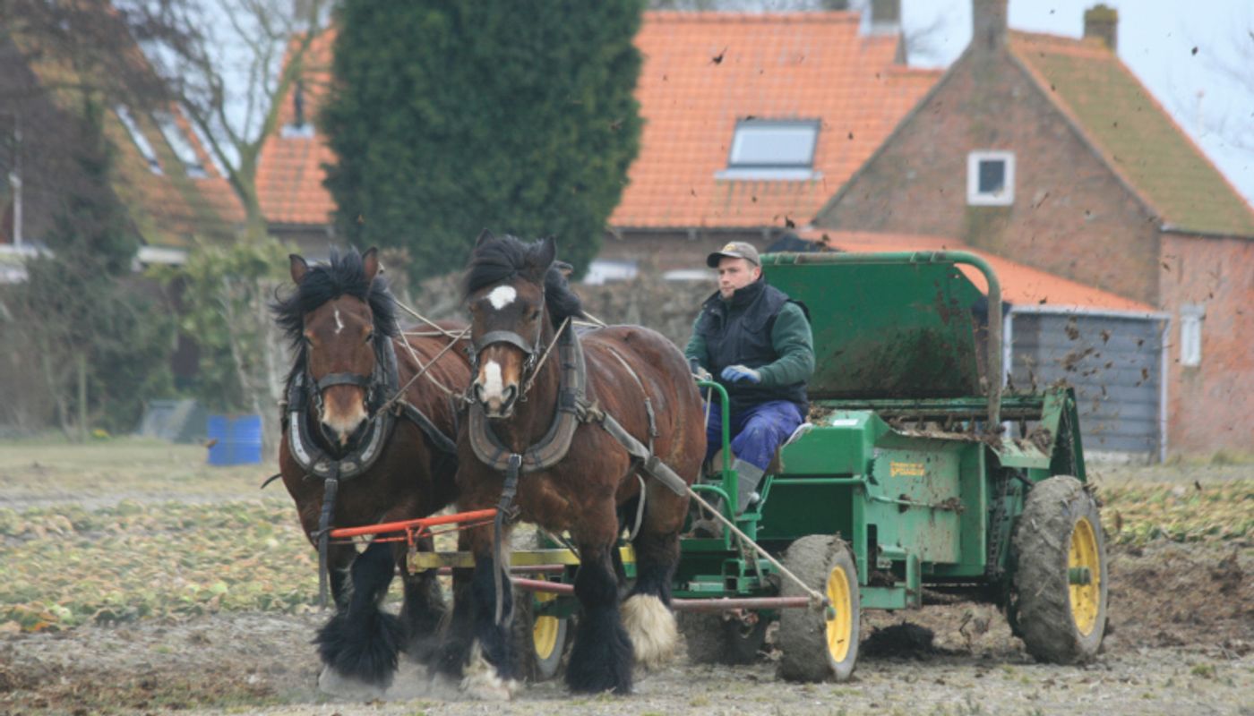 Trekpaarden bewerken het land voor een boerenkar