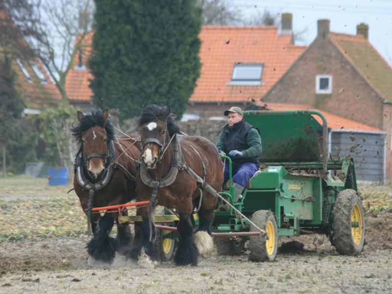 Trekpaarden bewerken het land voor een boerenkar
