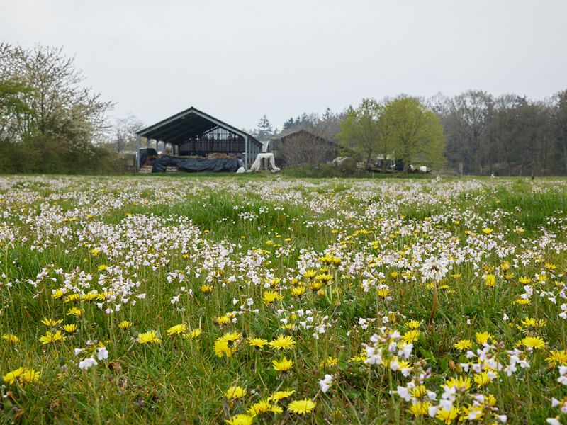 Kruidenrijk grasland