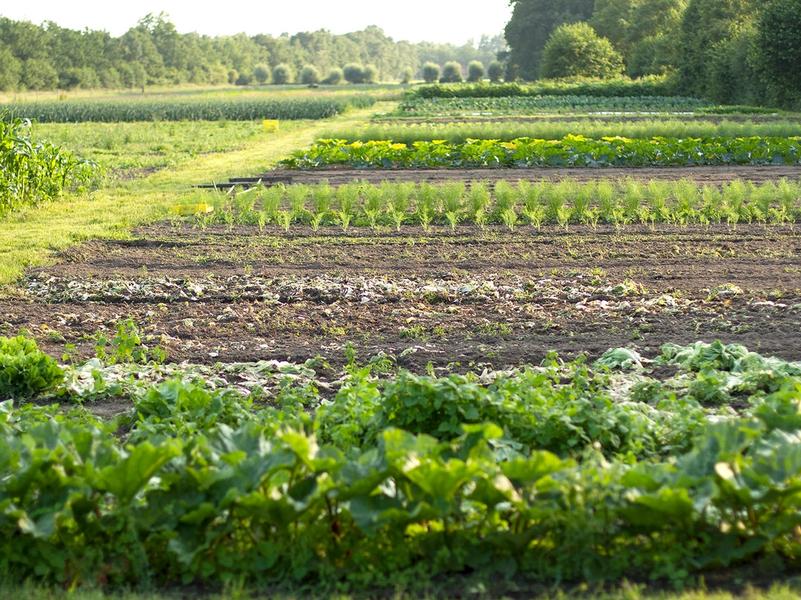 Tuinbouw op de Hondspol