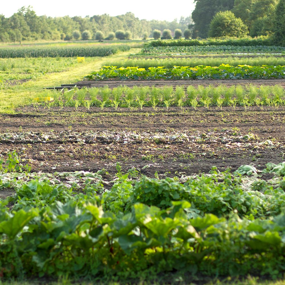 Afbeelding van de boeren van Vrije grond voor De Hondspol