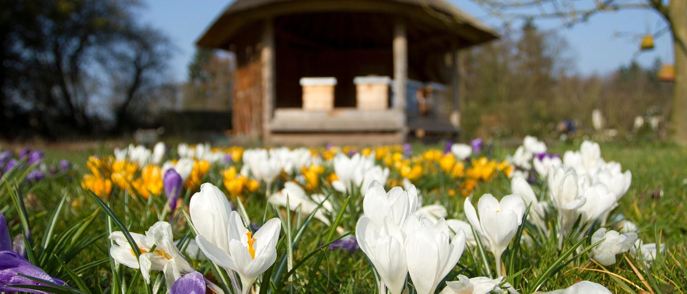 Bijenstal met crocussen op voorgrond